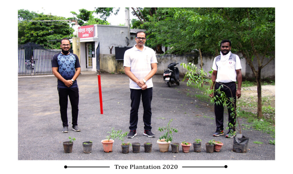 tree plantation